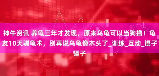 神牛资讯 养龟三年才发现，原来乌龟可以当狗撸！龟友10天驯龟术，别再说乌龟像木头了_训练_互动_镊子
